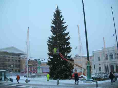 Gustaf Adolfs julgran färdigkläs. Måndag 3 december 2012 kl 15.10.