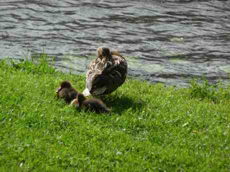 Trygg tupplur. Andmamma med ungar i Trädgårdsföreningen lördag 29 juni 2013 kl 17:33.