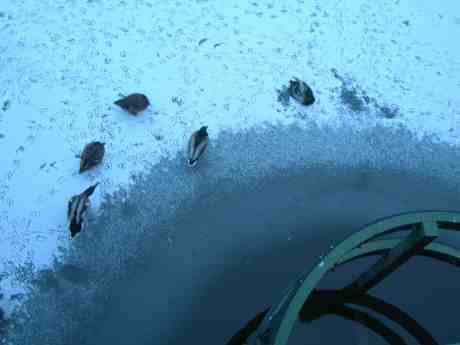 Andhållplats vid Slussbron. Vallgraven  onsdag 13 februari 2013 kl 16,54.