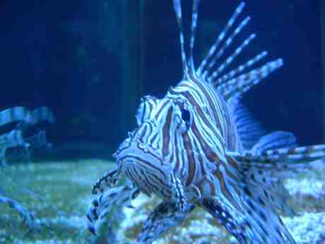 Högdragen drakfisk med giftpilar på ryggen i Sjöfartsmuseets akvarium. Torsdag 7 mars 2013 kl 16.37.