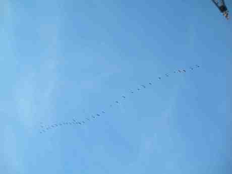 Fria kanadagäss plöjer sin väg genom rymden i halv fylking. Söndag 3 mars 2013 kl 17.19.