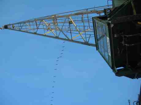 Snattrande kanadagäss passerar kvarvarande hamnkran på Packhuskajen.  Söndag 3 mars 2013 kl 17.19.