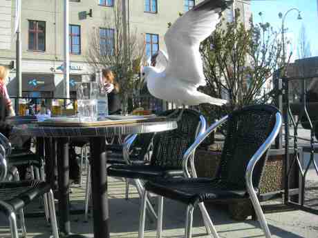 Mås smörjer krås med äppelkaka och vaniljsås. Café Cappuccino vid Kungsportsplatsen torsdag 4 april 2013 kl 17.37.