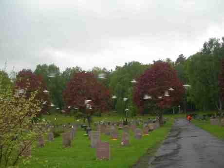 Måsflock på Kvibergs kyrkogård uppskrämd av Röde Cyklisten.Tisdag 21 maj 2013 kl 18.36.