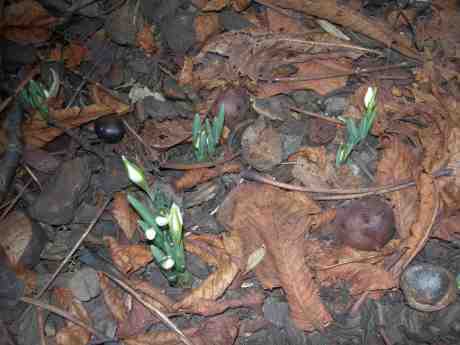 Envetna blommor – komma upp i februari! Trädgårdsföreningen vid Direktörsvillan onsdag 27 februari 2013 kl 16.43.