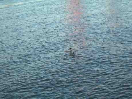 Rart storskrakepar stävar österut vid Yttre Järnvågsbron. Torsdag 14 mars 2013 kl 17.22.