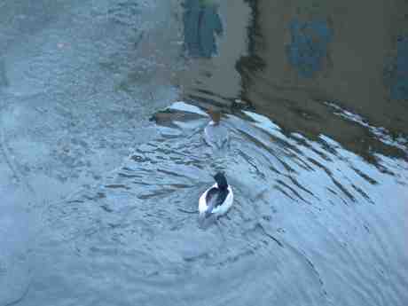 Detta rara gamla strävsamma par… Fru och herr Storskrake vid Slussbron lördag 16 mars 2013 kl 16.22.