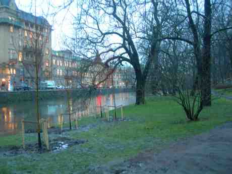 Nya träben i Trädgårdsföreningen. Vallgraven vid Stora Nygatan onsdag 9 januari 2013 kl 15.41.