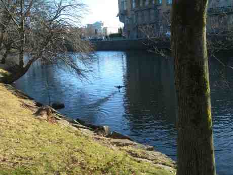 Vattenspringaren i Vallgraven. Trädgårdsföreningen fredag 19 april 2013 kl 18.04.