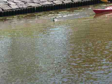 Galen kanotist jagar änder i Vallgraven vid Kungsportsbron. Tisdag 23 juli 2013 kl 17:26.