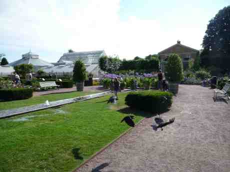Kajor stjärtsvänger efter fågelbadet. Trädgårdsföreningen torsdag 25 juli 2013 kl 16:45.