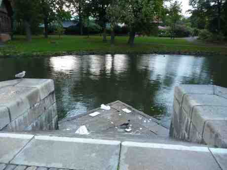 "Typiskt för den där grådaskige kraxande glufs-glufsen att inte lämna kvar en enda smula till en stackars utsvulten blyg liten mås." Måndag 17 september 2013 kl 17:59.