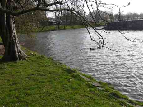Andmamma med åtta små ungar betittas av nyfikna fränder. Trädgårdsföreningen vid Vallgraven. Söndag 13 april 2014 kl 17:32.