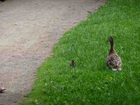 Tillökning under stolt bevakning. Trädgårdsföreningen tisdag 10 juni 2014 kl 18:26.