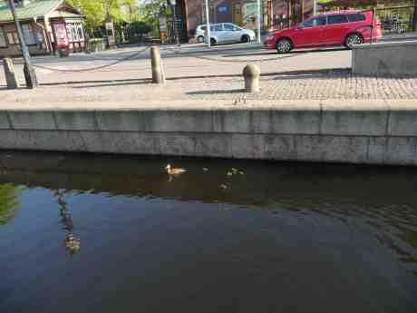 Andmamma och sex ungar fångar i Slussen. Jag rinde 112 som inte ville koppla mig tillRäddningstjänsten men väl till Polisen som inget kunde göra. Metro hade stängt, men en hjälpsam dam på GT/Expressen i Stockholm (!) kollade på nätet och gav mig numret till Fågelcentralen i Kungälv där en vänlig kvinna svarade. Jag återkommer dit i morgon om änderna är kvar i sin fångenskap eller om dom släppts ut av en passerande Paddan. Måndag 28 april 2014 kl 18:03.