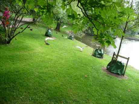 Andmamman håller inte truten utan jagar bort den för att sedan jaga ifatt sin lilla unge. Det gick bra den här gången också. Sens moral: Människor ska inte mata andungar och måsar samtidigt. Trädgårdsföreningen tisdag 24 juni 2014 kl 15:46.