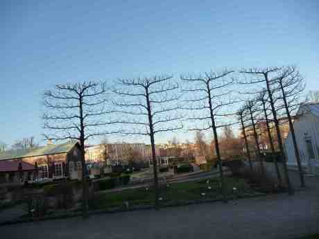 Välskurna i väntan på gröna kostymen. Trädgårdsföreningen måndag 24 mars 2014 kl 17:45.