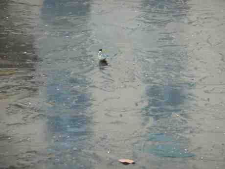 Blåmes på hal nyis i Vallgraven vid Trädgårdsföreningen. Fredag 24 januari 2014 kl 14:41.