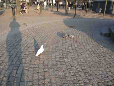 Vit fredsduva brädad av stentuff klippduva. Brunnsparken söndag 9 mars 2014 kl 16:28.