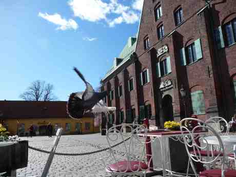 Högerregeln gäller även i luften för duvor och trutar. Kronhusgården måndag 14 april 2014 kl 15:46.