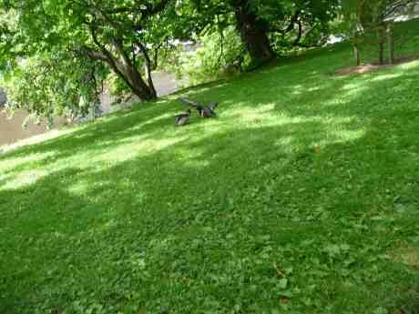 Kråkunge matas i Trädgårdsföreningen. Torsdag 12 juni 2014 kl 15:17.