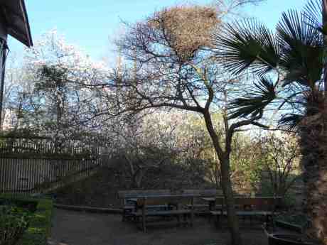 Magnolia, skatbo och palm = sommar? Trädgårdsföreningen tisdag 25 april 2014 kl 18:05.