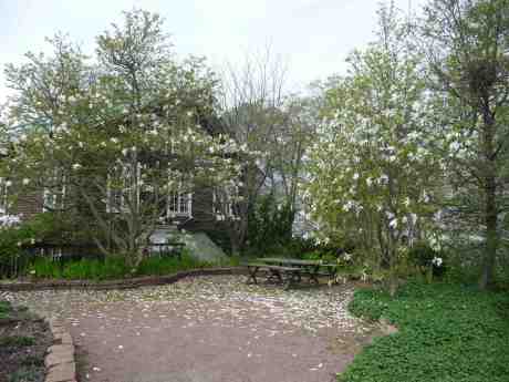 Magnolian i Trädgårdsföreningen strör nu frikostigt sina vita blomblad över marken. Tisdag 22 april 2014 kl 17:17.