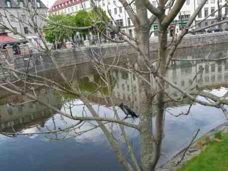 Nybadad kråka vid Kungsportsbron. Månne har den duschat i Bältespännarparkens nya fontän? Fredag 9 maj 2014 kl 16:35.