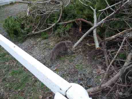 Skogskatt på Smithska udden lever farligt i påskbrasetider. Torsdag 10 april 2014 kl 16:40.