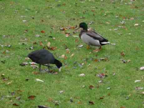 Sothöna och and. Trädgårdsföreningen torsdag 13 februari 2014 kl 15:15.