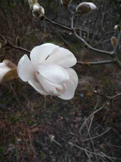 Tidigt utvecklad! Första magnoliablomman Trädgårdsföreningen. Onsdag 2 april 2014 kl 17:58.
