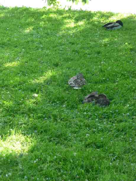 Sovande andungar – alla fem? – med mamma. Och pappa? Trädgårdsföreningen söndag 25 maj 2014 kl 18:49.