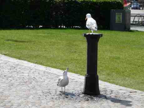 Trutar i viljornas kamp om dricksfontänen i Bältespännarparken. Tisdag 17 juni 2014 kl 15.08.