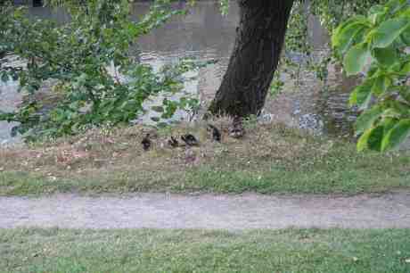 Undrar om andmamman vet vad som väntar? Trädgårdsföreningen onsdag 30 juli 2014 kl 20:01.
