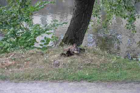 Andungarna vet vad som ska hända. Trädgårdsföreningen onsdag 30 juli 2014 kl 20:01.