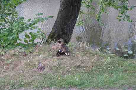 "Men ni får ju inte plats längre, ungar!" Trädgårdsföreningen onsdag 30 juli 2014 kl 20:01.