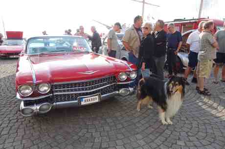 Skönheter på Lilla Bommens Torg: Collie – inte till salu –  och Cadillac Coupe 1959. Onsdag 6 augusti 2014 kl 18:44.