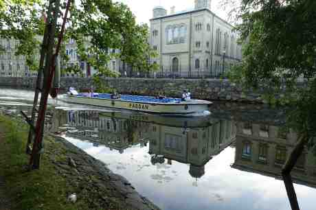 Ung mås vid sin döda kompis när Paddan 8 passerar. Trädgårdsföreningen söndag 6 juli 2014 kl 20:03.