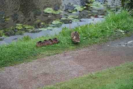 Förhoppningsvis kan en andmamma känna stolthet; hon har kämpat hårt för sina ungar. Nu har dom insett att dom inte får plats under henne längre, utan ligger alla fyra prydligt på rad bredvid . Trädgårdsföreningen torsdag 14 augusti 2014 kl 18:39.