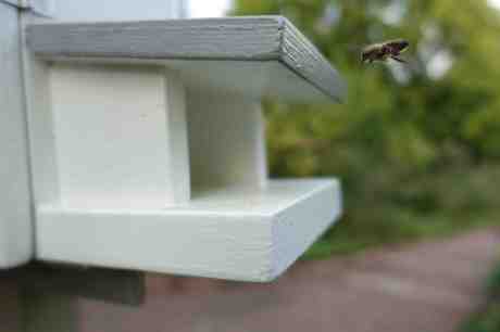Flitiga biet under inflygning till Vita Kupans landningsbana i Trädgårdsföreningen fredag 5 september 2014 kl 18:26. 