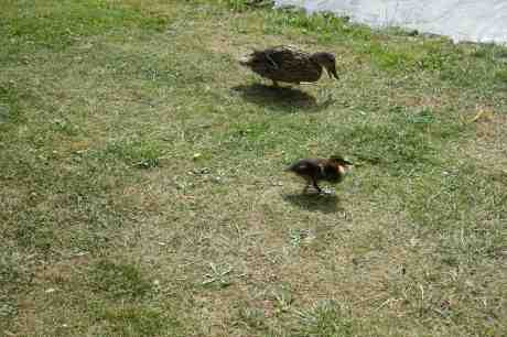 Lilla vackra andungen med mamma på pommes frites-jakt. Trädgårdsföreningen lördag 12 juli 2014 kl 17:25.