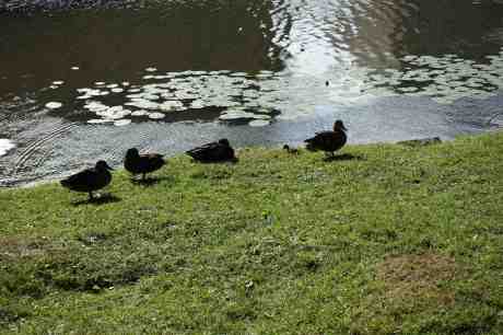 Den vackra andungen har inga lekkamrater. Trädgårdsföreningen torsdag 3 juli 2014 kl 18:28.