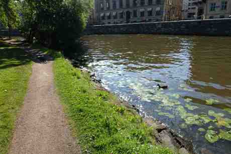 Livet går sin gilla gång. Vingbrutna måsungen hittades död i Vallgraven, saknad bara av människorna. Eller? Ett måssyskon och en and tittar på varandra. Vad tänker dom på? Trädgårdsföreningen onsdag 9 juli 2014 kl 16:51.